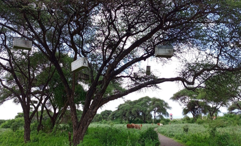 Sustainable apiculture integrated into diversified food systems for ecological and economic resilience.PNG